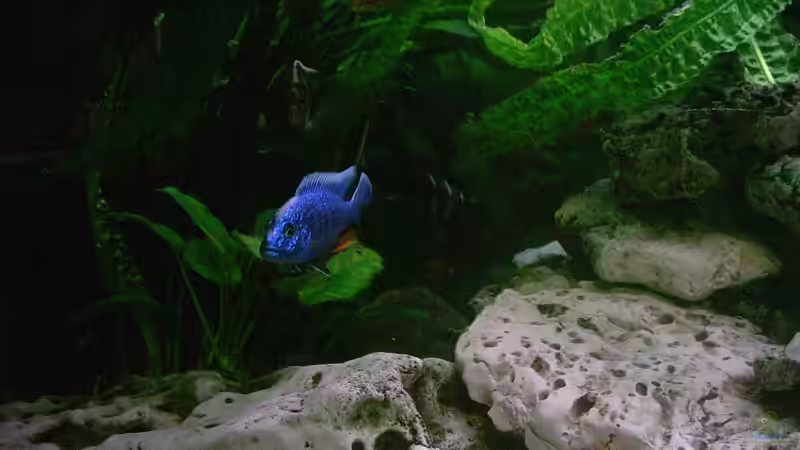 Besatz im Aquarium Becken 224 von Michael Blum (5)