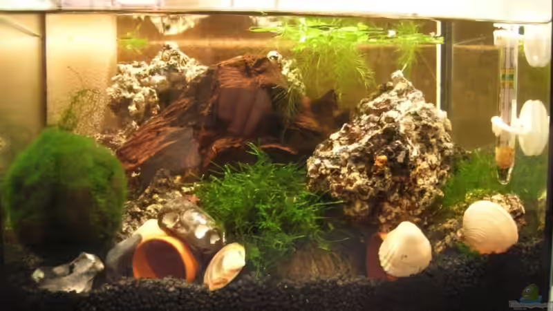 Besatz im Aquarium Becken 224 von Michael Blum (6)