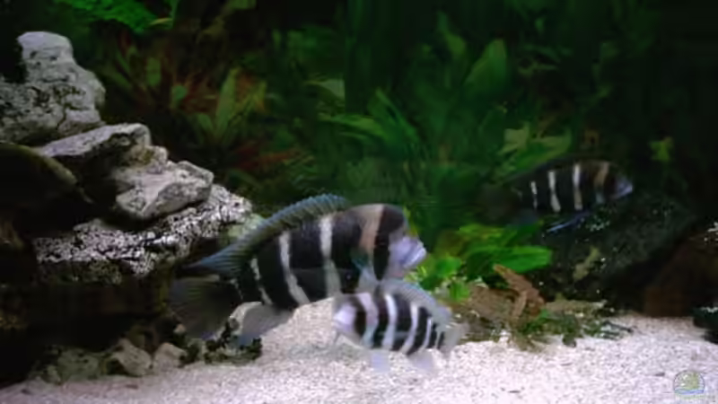 Besatz im Aquarium Becken 224 von Michael Blum (7)