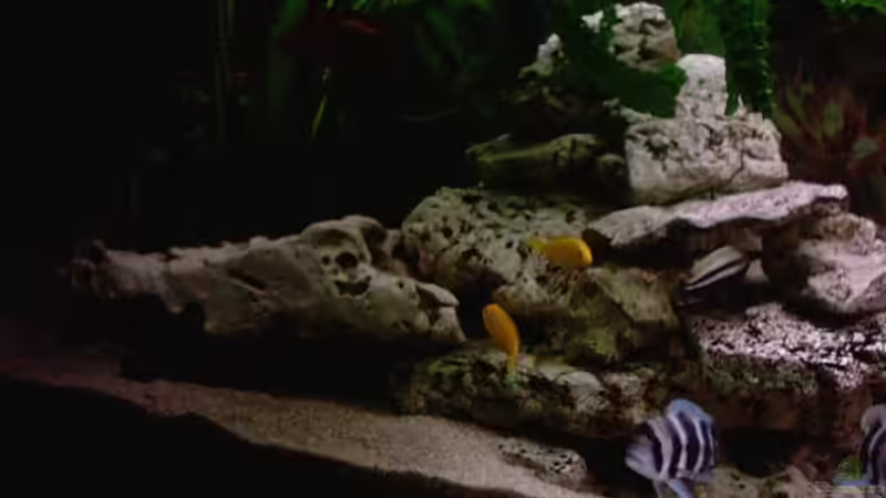 Besatz im Aquarium Becken 224 von Michael Blum (8)