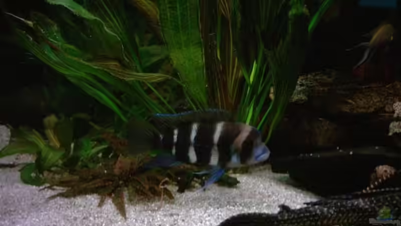 Besatz im Aquarium Becken 224 von Michael Blum (9)