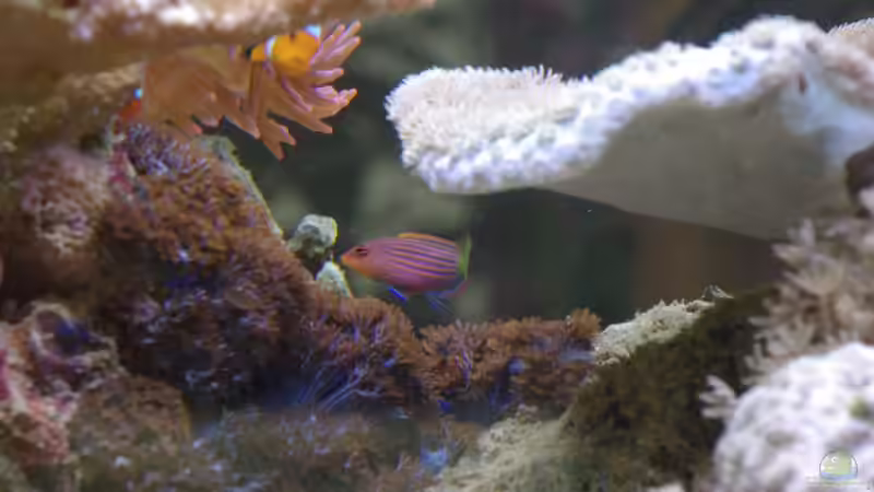 Besatz im Aquarium Becken 22455 von Dominik N. (15)