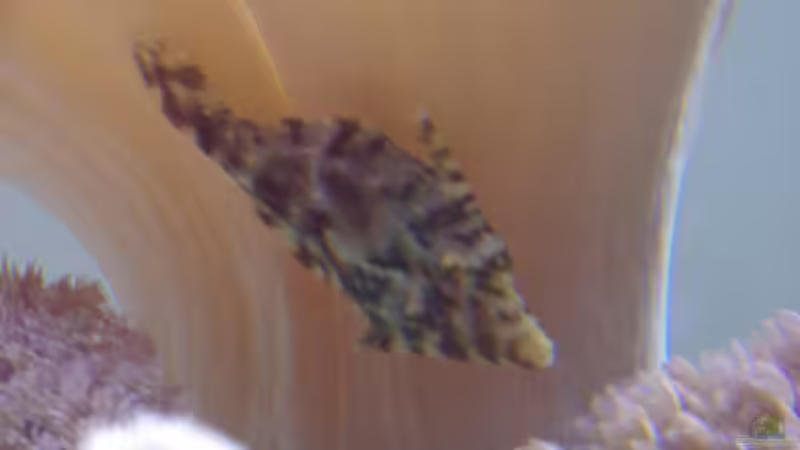 Besatz im Aquarium Becken 22455 von Dominik N. (16)