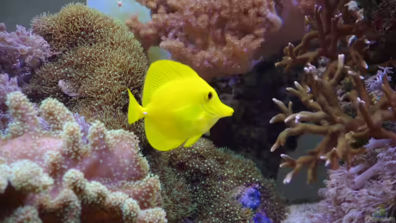 Besatz im Aquarium Becken 22455 von Dominik N. (17)