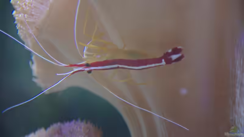 Besatz im Aquarium Becken 22455 von Dominik N. (18)