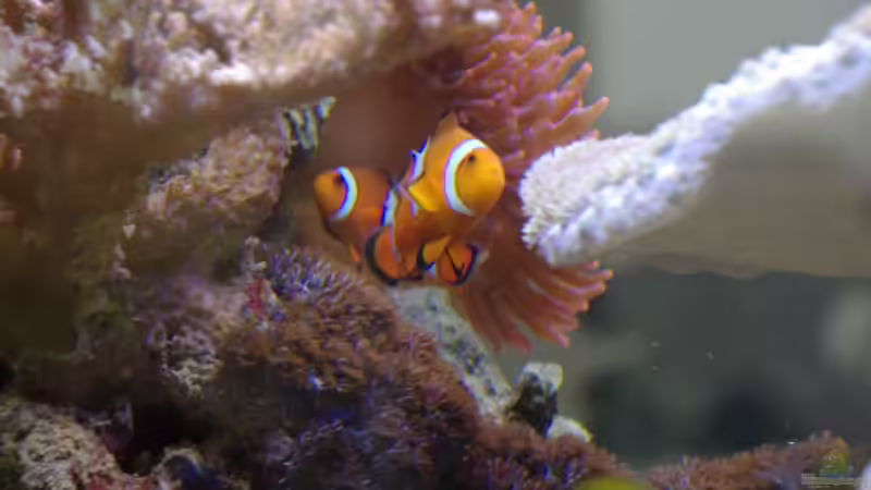 Besatz im Aquarium Becken 22455 von Dominik N. (19)