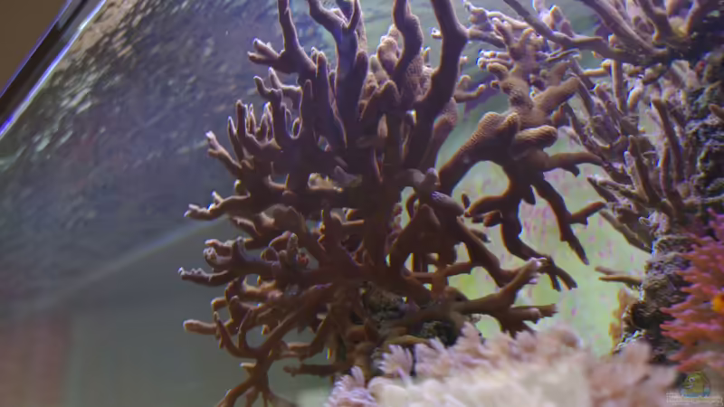 Besatz im Aquarium Becken 22455 von Dominik N. (20)