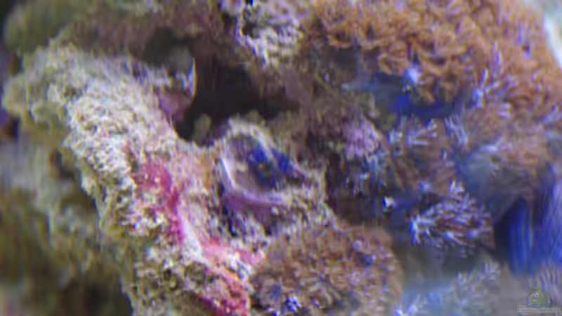 Besatz im Aquarium Becken 22455 von Dominik N. (21)