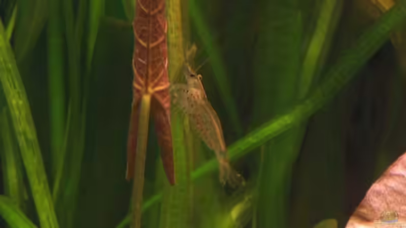 Besatz im Aquarium Becken 2247 von Michael Baer (12)