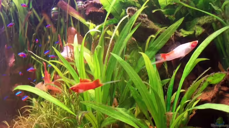 Besatz im Aquarium Becken 2247 von Michael Baer (13)