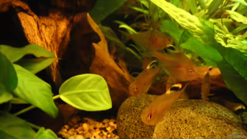 Besatz im Aquarium Becken 2248 von Katrin Reuther (5)