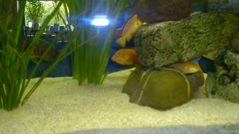 Besatz im Aquarium Becken 225 von Andreas Sachisthal (6)