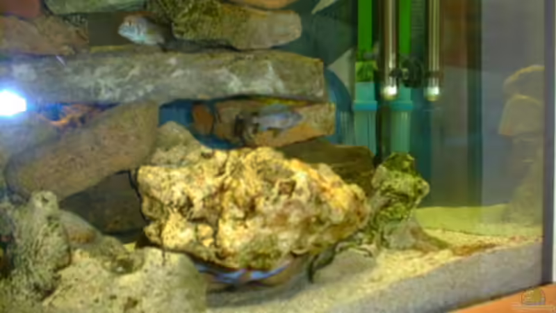 Besatz im Aquarium Becken 225 von Andreas Sachisthal (8)