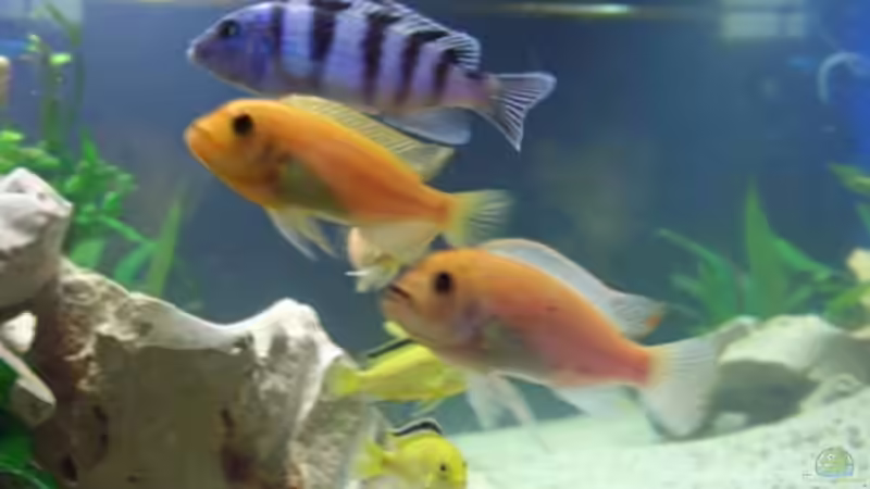 Besatz im Aquarium Becken 2250 von Michael Kirchhoff (10)