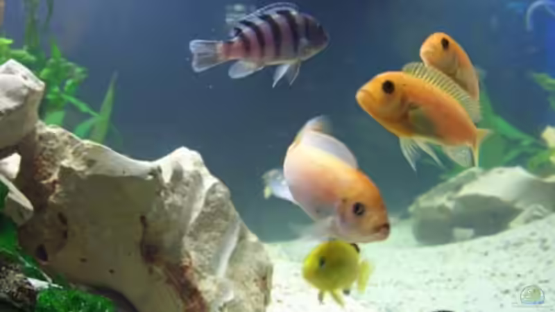 Besatz im Aquarium Becken 2250 von Michael Kirchhoff (11)