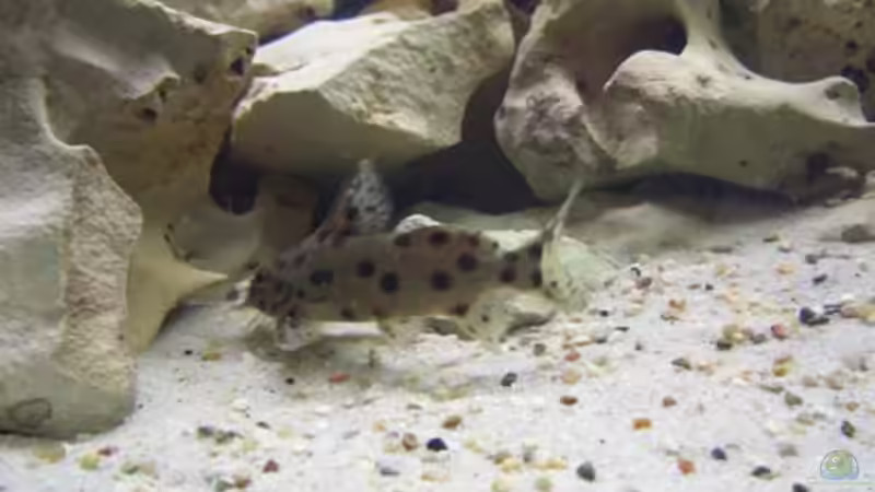 Besatz im Aquarium Becken 2250 von Michael Kirchhoff (13)