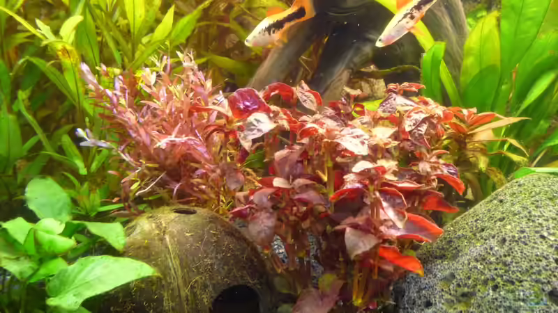 Besatz im Aquarium Becken 22527 von Björn Heuer (10)