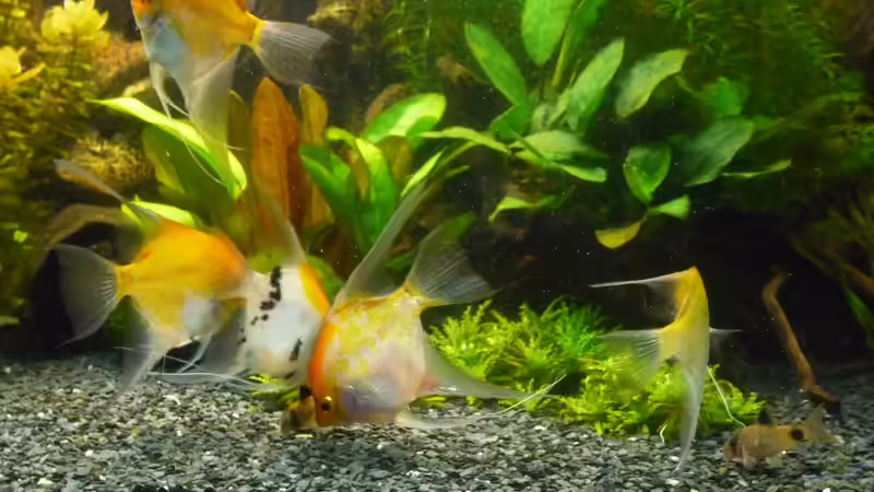 Besatz im Aquarium Becken 22527 von Björn Heuer (11)