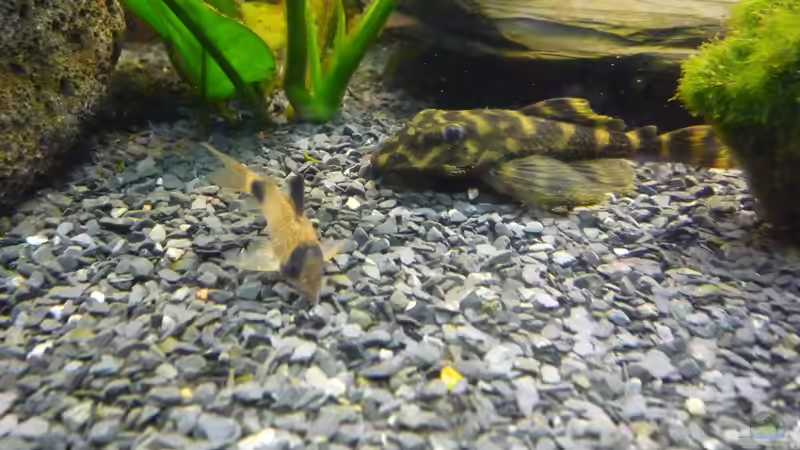 Besatz im Aquarium Becken 22527 von Björn Heuer (12)