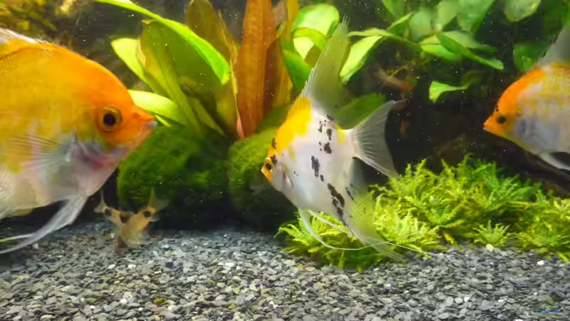 Besatz im Aquarium Becken 22527 von Björn Heuer (13)