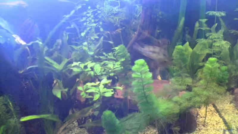 Besatz im Aquarium Becken 2256 von Steven Tumma (6)