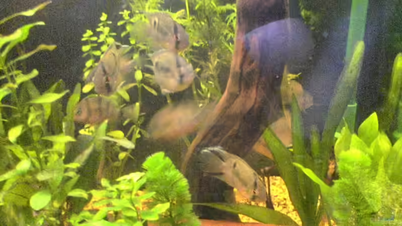 Besatz im Aquarium Becken 2256 von Steven Tumma (8)