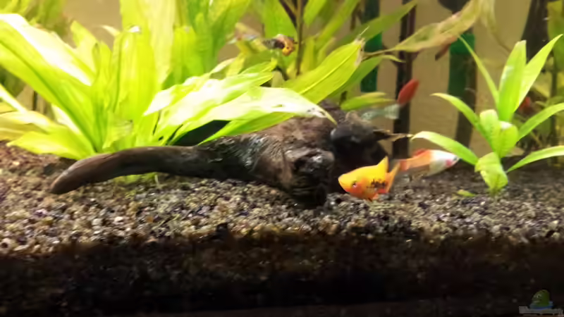 Besatz im Aquarium Becken 22577 von buratz (2)