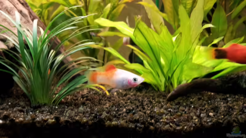 Besatz im Aquarium Becken 22577 von buratz (3)