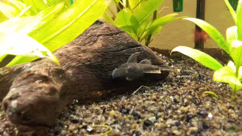 Besatz im Aquarium Becken 22577 von buratz (4)