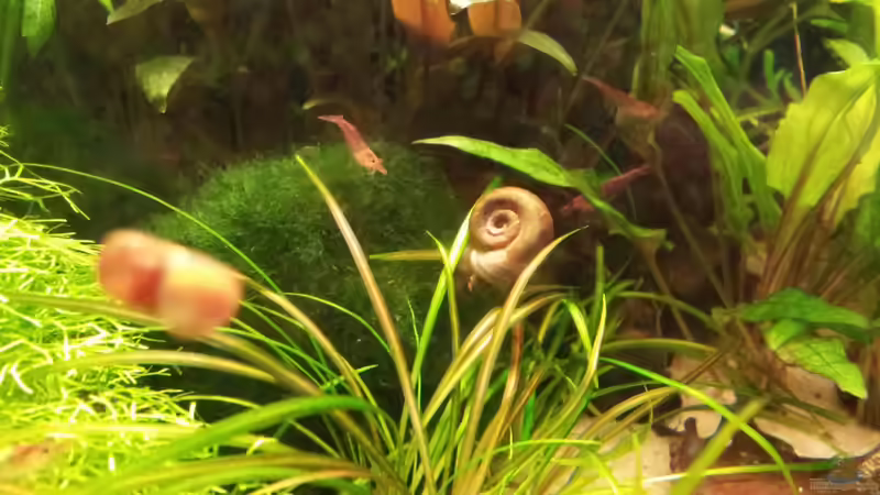 Besatz im Aquarium Becken 22586 (nicht mehr aktuell) von janemann (10)