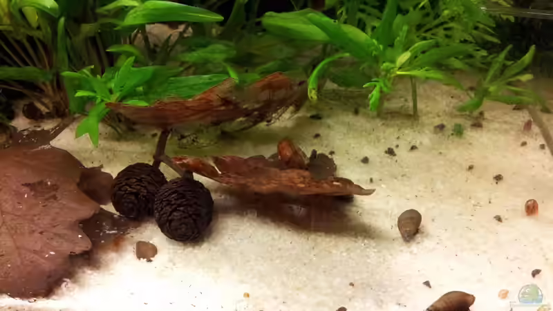 Besatz im Aquarium Becken 22586 (nicht mehr aktuell) von janemann (11)