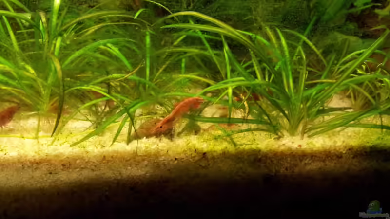 Besatz im Aquarium Becken 22586 (nicht mehr aktuell) von janemann (7)