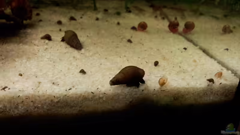 Besatz im Aquarium Becken 22586 (nicht mehr aktuell) von janemann (9)