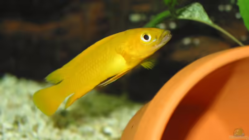 Besatz im Aquarium Becken 226 von Matthias Ehrhardt (12)