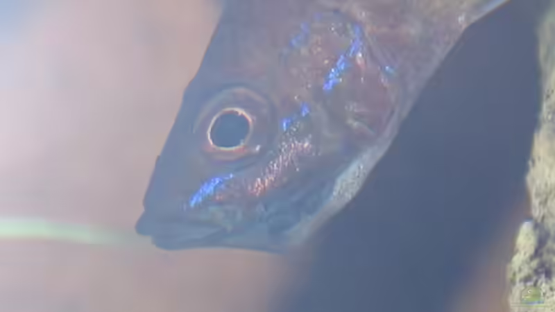 Besatz im Aquarium Becken 226 von Matthias Ehrhardt (14)