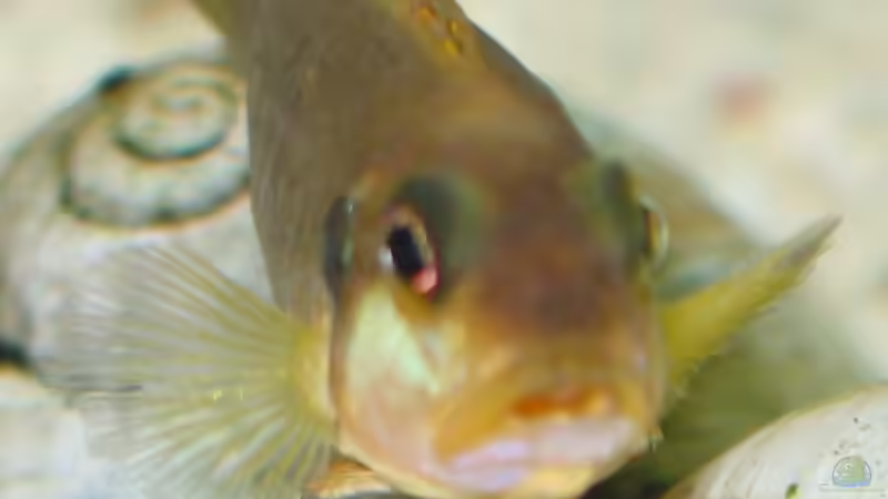 Besatz im Aquarium Becken 226 von Matthias Ehrhardt (15)