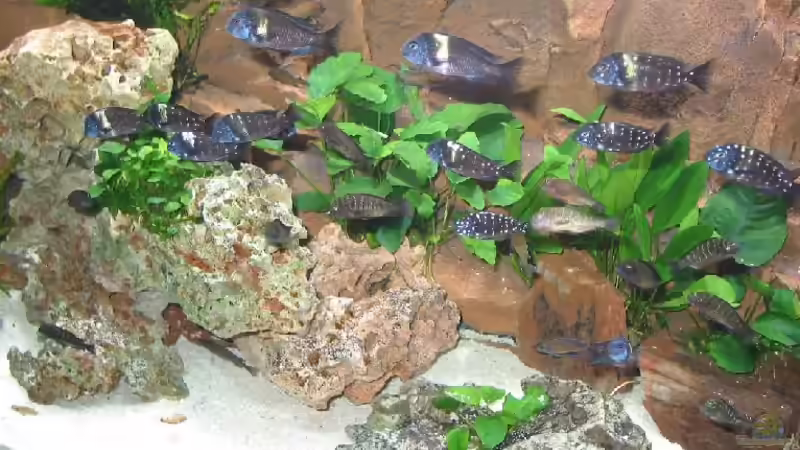 Besatz im Aquarium Becken 226 von Matthias Ehrhardt (9)