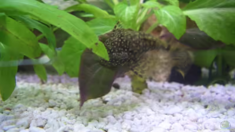 Besatz im Aquarium Becken 2263 von Thanh Hoa Nguyen (7)