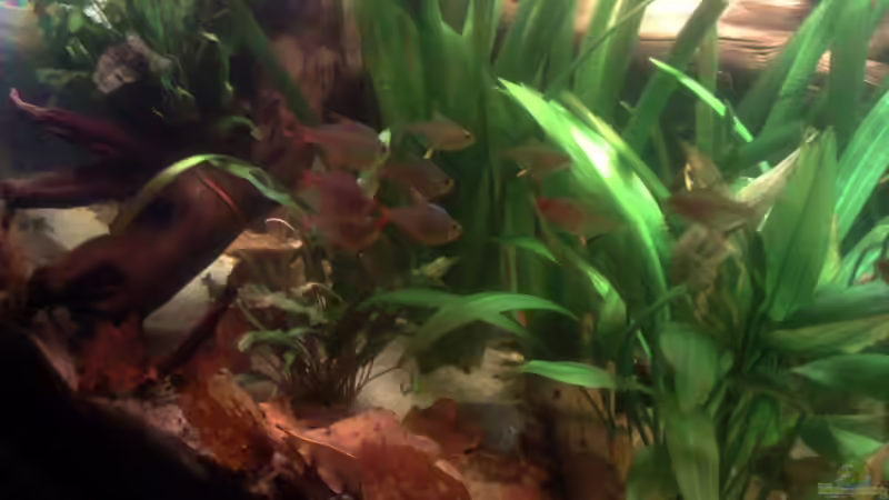 Besatz im Aquarium Becken 22641 von pic-mac (17)