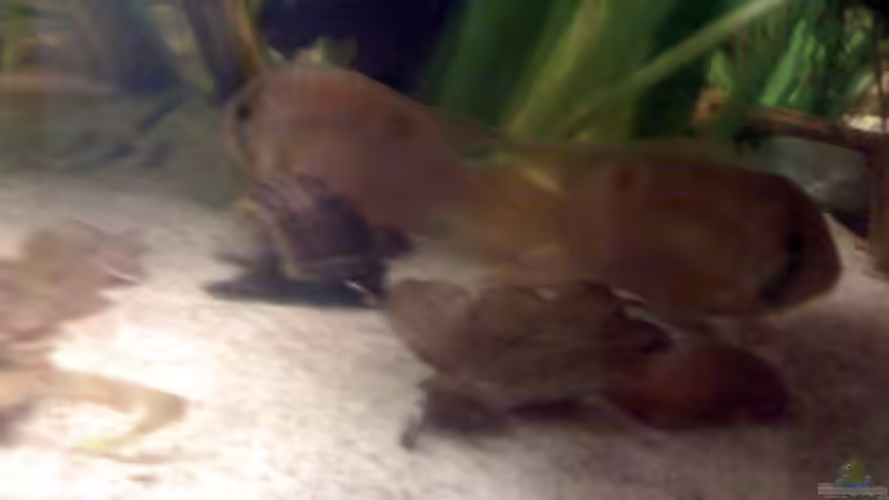 Besatz im Aquarium Becken 22641 von pic-mac (18)