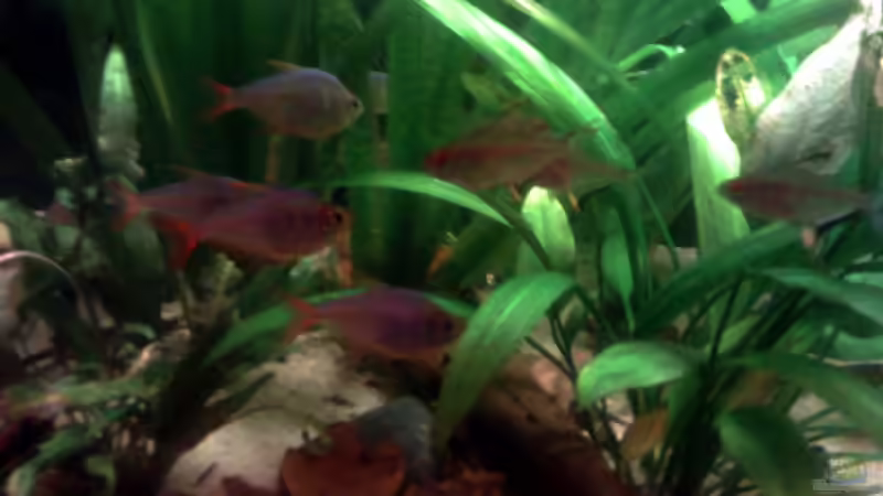 Besatz im Aquarium Becken 22641 von pic-mac (19)