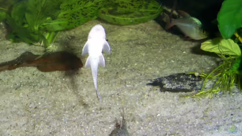 Besatz im Aquarium Becken 22641 von pic-mac (20)