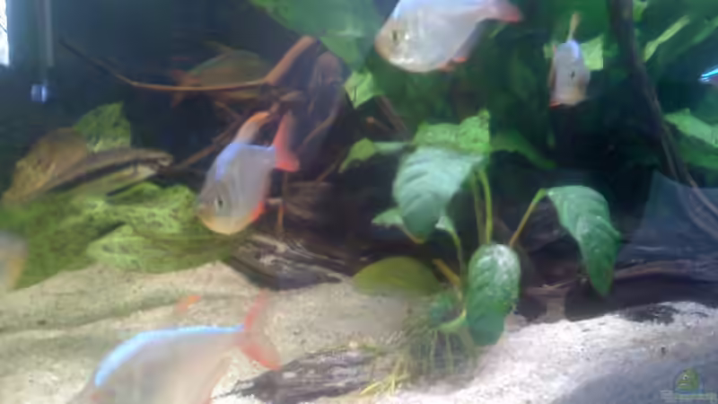 Besatz im Aquarium Becken 22641 von pic-mac (21)