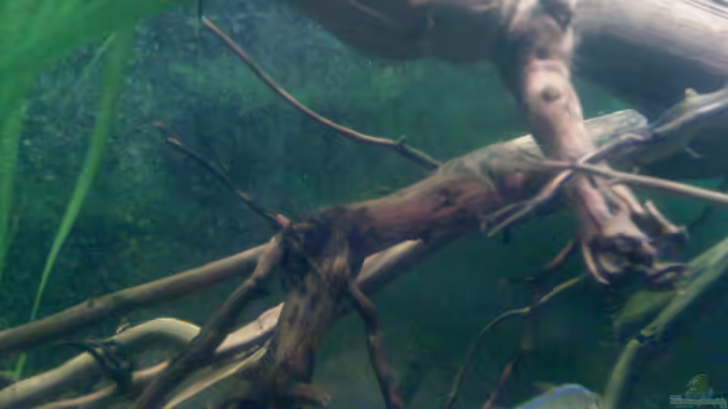 Besatz im Aquarium Becken 22641 von pic-mac (23)