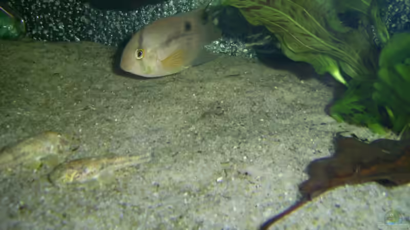 Besatz im Aquarium Becken 22641 von pic-mac (25)