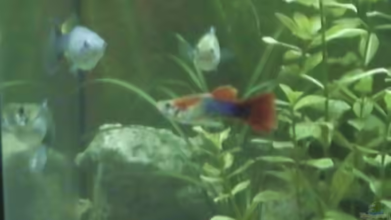 Besatz im Aquarium Becken 2268 von Julia Kerz (6)