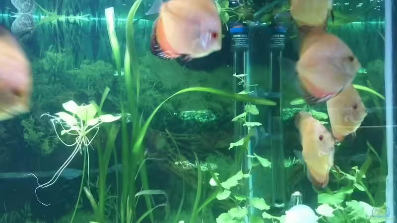 Besatz im Aquarium Becken 22683 von Uschi32 (4)