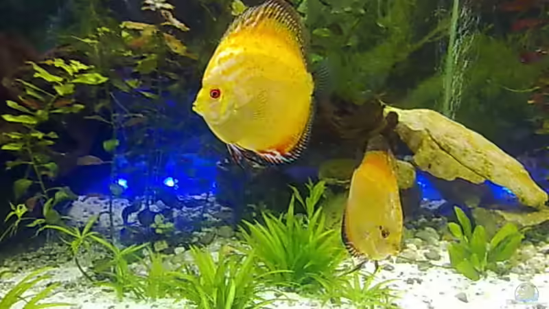 Besatz im Aquarium Becken 22683 von Uschi32 (5)