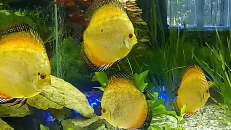 Besatz im Aquarium Becken 22683 von Uschi32 (6)