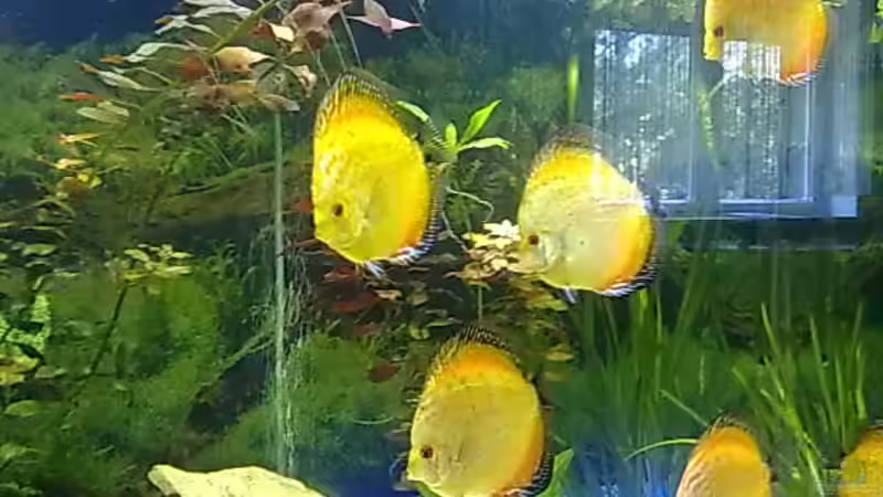 Besatz im Aquarium Becken 22683 von Uschi32 (7)